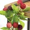 Spring Raspberry Stem Pick 10.5 Inch Foam Fruit with Leafy Green Decor Set of 3
